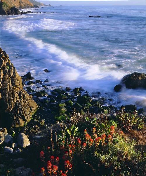 USA, Wildflowers along the California Coast