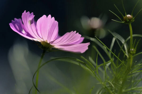 USA, Wilmington, Delaware, Winthure Gardens. Close-up of cosmos flower and bud. Credit as