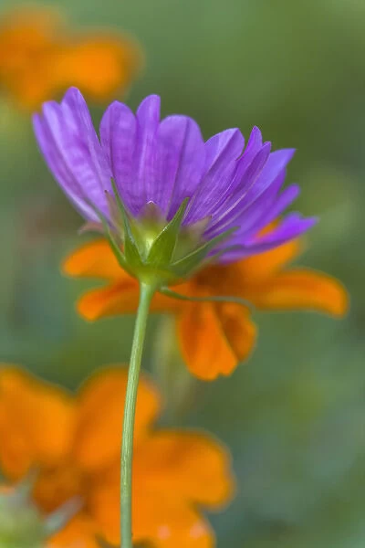 USA, Wilmington, Delaware, Winthure Gardens. Close-up of cosmos flower. Credit as