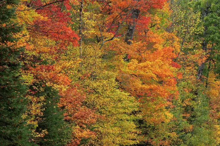 Framed Print : USA, Wisconsin, Chequamegon-Nicolet National Forest. Autumn-colored maple trees in forest. ©Don Grall  /  Jaynes Gallery  /  DanitaDelimont.com