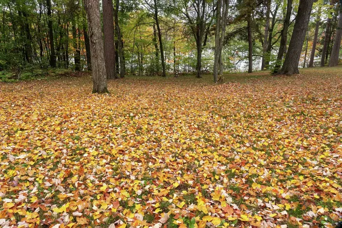 Framed Print : USA, Wisconsin, Chequamegon-Nicolet National Forest. Fallen maple leaves in forest. ©Don Grall  /  Jaynes Gallery  /  DanitaDelimont.com