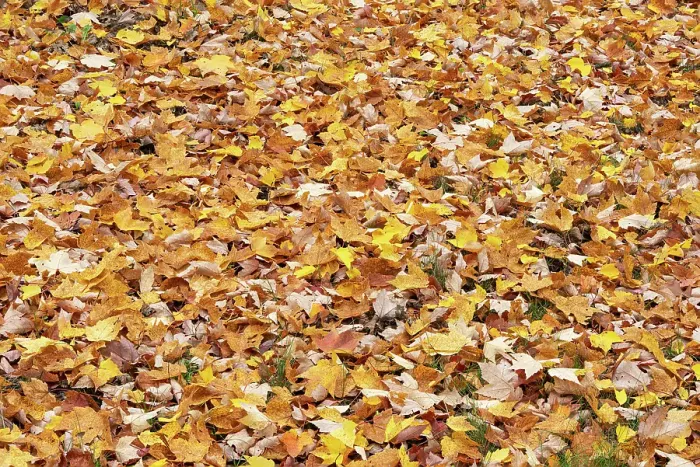 Framed Print : USA, Wisconsin, Chequamegon-Nicolet National Forest. Fallen maple leaves in forest. ©Don Grall / Jaynes Gallery / DanitaDelimont.com Framed Print : USA, Wisconsin, Chequamegon-Nicolet National Forest. Fallen maple leaves in forest. ©Don Grall / Jaynes Gallery / DanitaDelimont.com