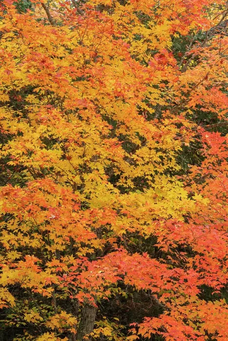 Framed Print : USA, Wisconsin, Chequamegon-Nicolet National Forest. Autumn-colored maple trees in forest. ©Don Grall  /  Jaynes Gallery  /  DanitaDelimont.com