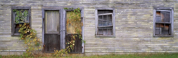 USA, Wisconsin, Kewaunee Co. Vines invade an old wooden house in Kewaunee County
