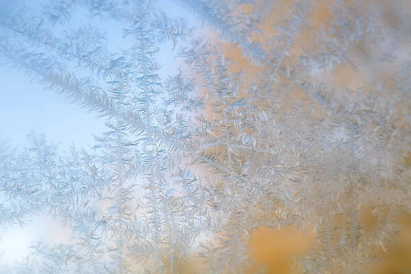 USA, Wisconsin, Madison. Frost patterns formed on glass