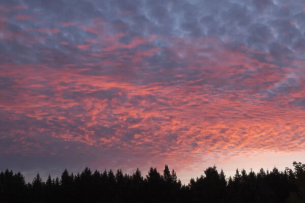 USA, Wisconsin. Sunset with alto cumulus clouds and silhouetted treeline