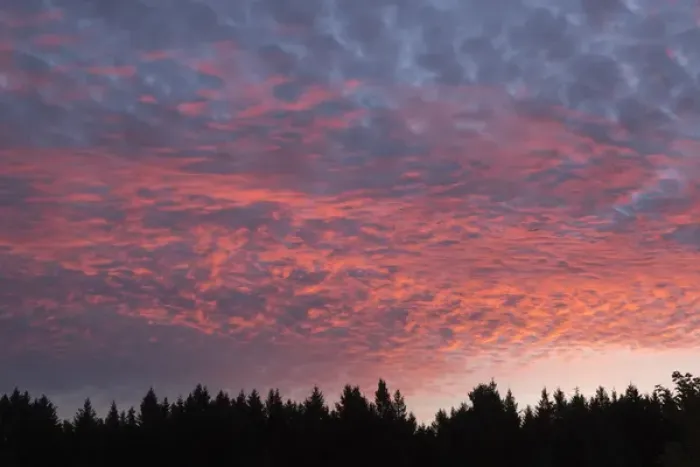 Framed Print : USA, Wisconsin. Sunset with alto cumulus clouds and silhouetted treeline Framed Print : USA, Wisconsin. Sunset with alto cumulus clouds and silhouetted treeline