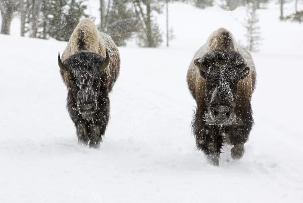 USA, WY, Yellowstone NP, American Bison (Bison bison)