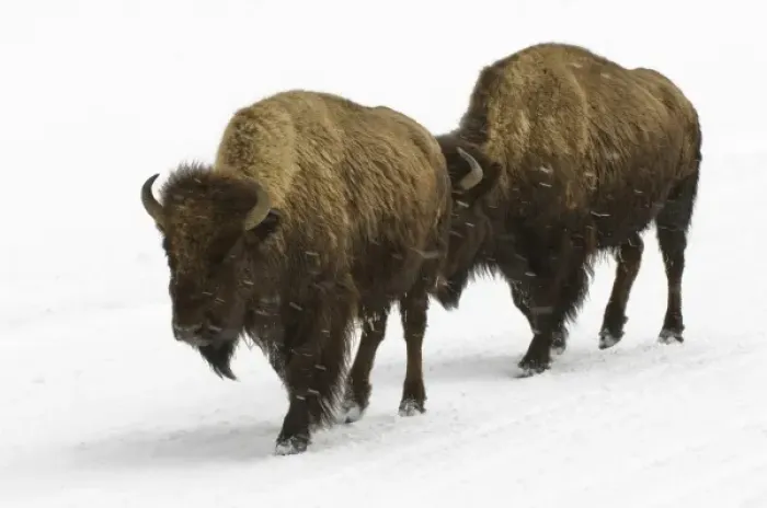 Framed Print : USA, WY, Yellowstone NP, American Bison