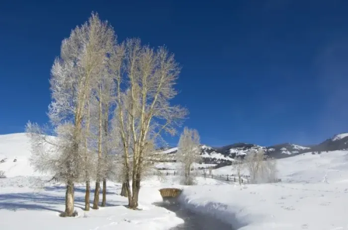 Framed Print : USA, WY, Yellowstone NP, Lamar Valley, Hoarfrost on Cottonwood Trees