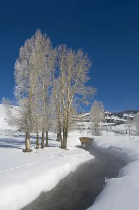 Framed Print : USA, WY, Yellowstone NP, Lamar Valley, Hoarfrost on Cottonwood Trees