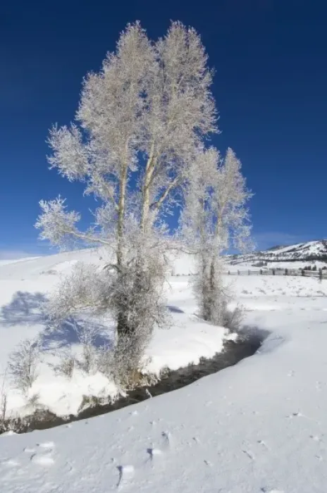 Framed Print : USA, WY, Yellowstone NP, Lamar Valley, Hoarfrost on Cottonwood Trees Framed Print : USA, WY, Yellowstone NP, Lamar Valley, Hoarfrost on Cottonwood Trees