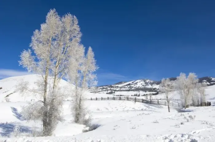 Framed Print : USA, WY, Yellowstone NP, Lamar Valley, Hoarfrost on Cottonwood Trees Framed Print : USA, WY, Yellowstone NP, Lamar Valley, Hoarfrost on Cottonwood Trees