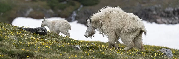 USA, Wyoming. Adult and kid, Mountain goat, Beartooth Pass
