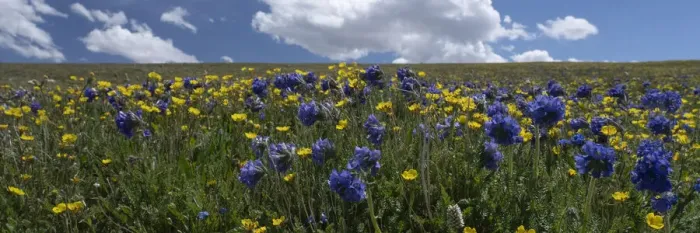 Framed Print : USA, Wyoming. Alpine Avens and Sky Pilot, meadow of wildflowers with clouds, Panoramic