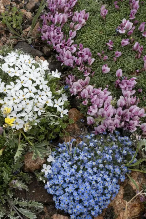 Framed Print : USA, Wyoming. Alpine forget-me-not, dwarf clover and Alpine Phlox, Beartooth Pass