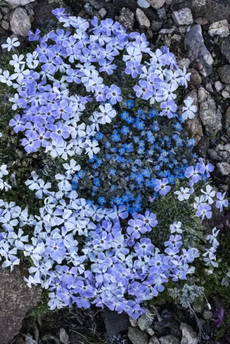 Framed Print : USA, Wyoming. Alpine forget-me-not and Alpine Phlox, Beartooth Pass Framed Print : USA, Wyoming. Alpine forget-me-not and Alpine Phlox, Beartooth Pass