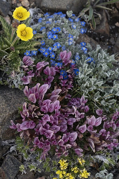 USA, Wyoming. Alpine forget-me-not and dwarf clover, Beartooth Pass