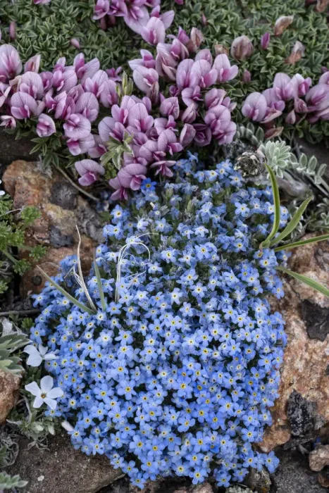 Framed Print : USA, Wyoming. Alpine forget-me-not and dwarf clover, Beartooth Pass