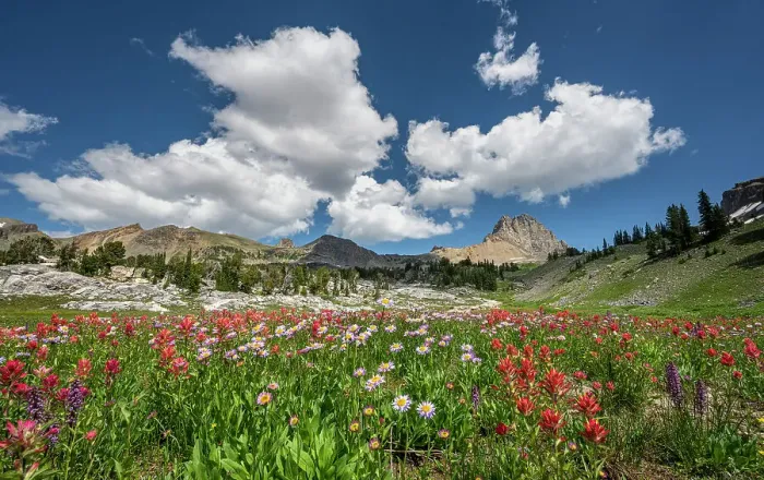 Framed Print : USA, Wyoming. Alpine meadow of paintbrush and aster, Alaska Basin, Teton Mountains