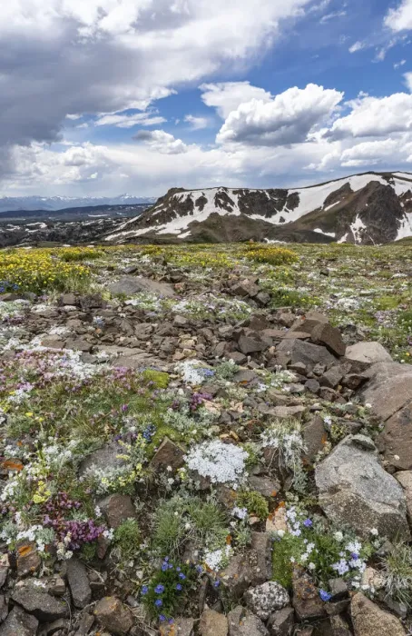 Framed Print : USA, Wyoming. An alpine meadow of wildflowers and boulders with clouds, Beartooth Pass