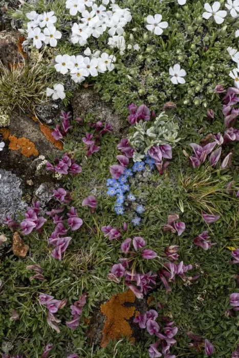 Framed Print : USA, Wyoming. Alpine wildflowers growing among rocks, Beartooth Pass Framed Print : USA, Wyoming. Alpine wildflowers growing among rocks, Beartooth Pass