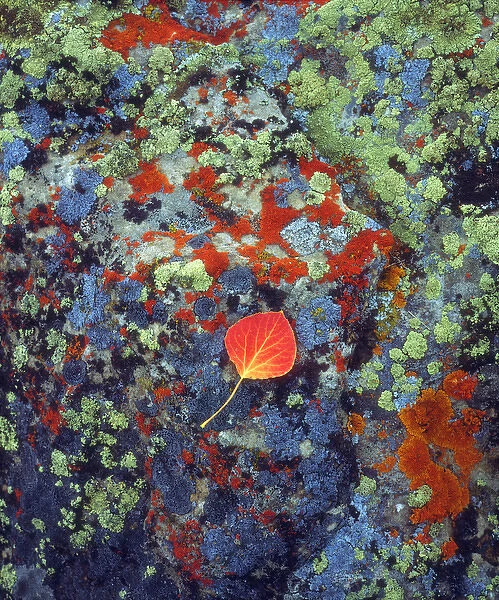 USA, Wyoming, Apen leaf on a lichen covered rock, WY