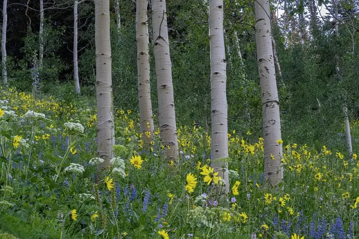 Framed Print : USA, Wyoming. Arrowleaf balsamroot, cow parsnip. Lupine wildflowers and aspen trees, Jedediah Smith Wilderness Framed Print : USA, Wyoming. Arrowleaf balsamroot, cow parsnip. Lupine wildflowers and aspen trees, Jedediah Smith Wilderness