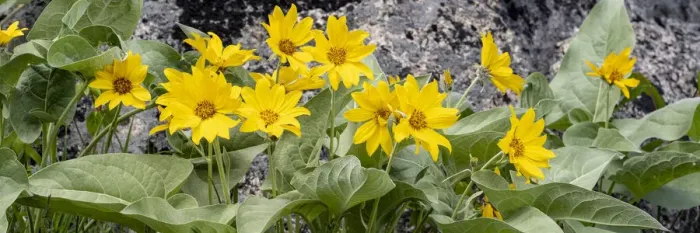 Framed Print : USA, Wyoming. Arrowleaf balsamroot (Balsamorhiza sagittata) growing in a boulder field