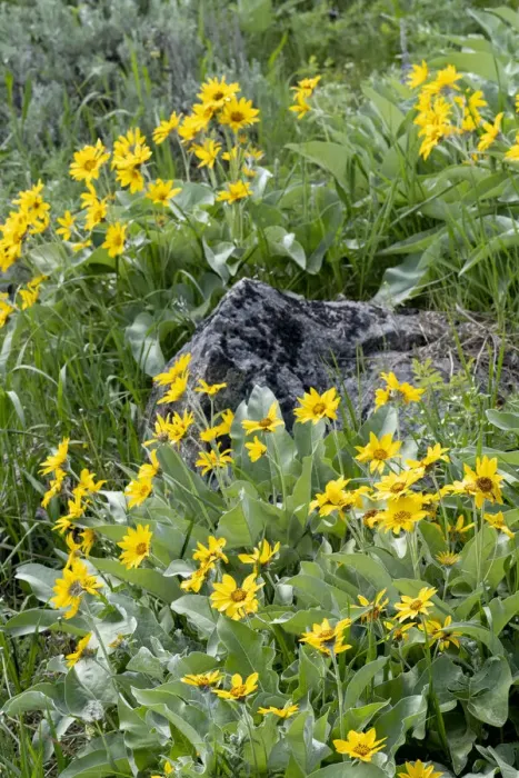 Framed Print : USA, Wyoming. Arrowleaf balsamroot (Balsamorhiza sagittata) growing in a boulder field Framed Print : USA, Wyoming. Arrowleaf balsamroot (Balsamorhiza sagittata) growing in a boulder field