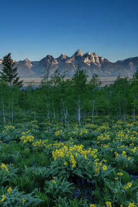 Framed Print : USA, Wyoming. Arrowleaf balsamroot wildflower and aspen trees, Grand Teton National Park Framed Print : USA, Wyoming. Arrowleaf balsamroot wildflower and aspen trees, Grand Teton National Park