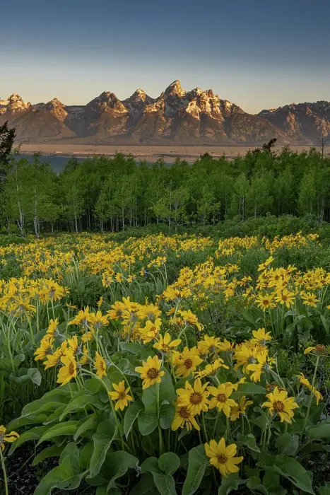 Framed Print : USA, Wyoming. Arrowleaf balsamroot wildflower and aspen trees, Grand Teton in distance, Grand Teton National Park
