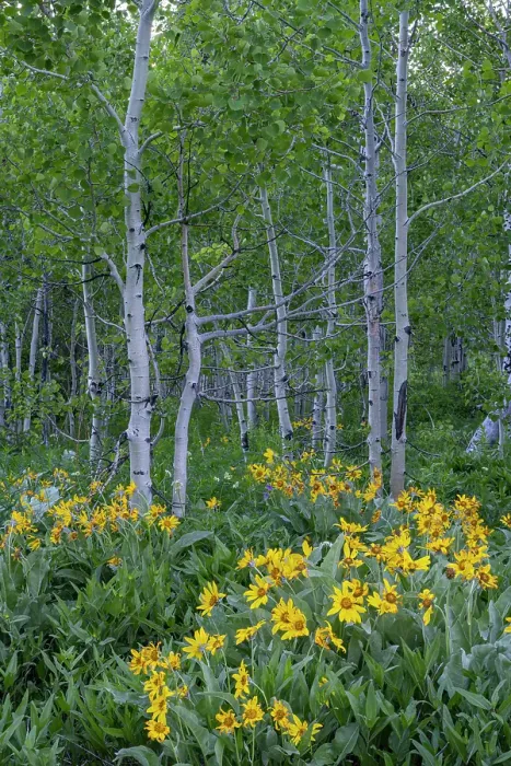 Framed Print : USA, Wyoming. Arrowleaf balsamroot wildflower and aspen trees, Grand Teton National Park