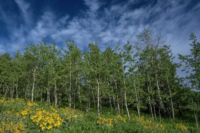Framed Print : USA, Wyoming. Arrowleaf balsamroot wildflower and aspen trees, Bridger-Teton National Forest Framed Print : USA, Wyoming. Arrowleaf balsamroot wildflower and aspen trees, Bridger-Teton National Forest