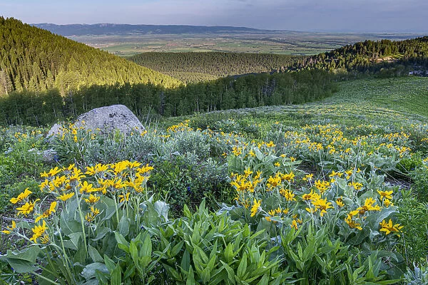 USA, Wyoming. Arrowleaf balsamroot wildflowers in meadow, summer