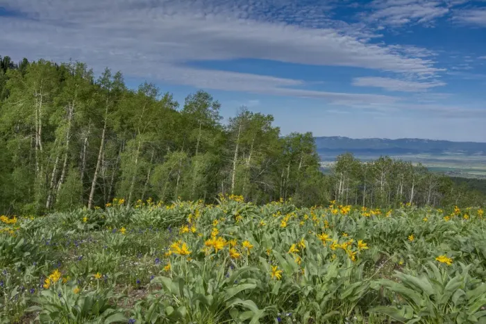 Framed Print : USA, Wyoming. Arrowleaf balsamroot wildflowers and Aspen Trees in meadow Framed Print : USA, Wyoming. Arrowleaf balsamroot wildflowers and Aspen Trees in meadow