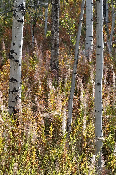 USA, Wyoming. Aspen and fireweed, Medicine Bow National Forest