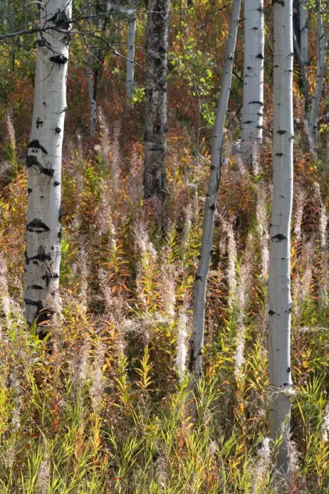 Framed Print : USA, Wyoming. Aspen and fireweed, Medicine Bow National Forest