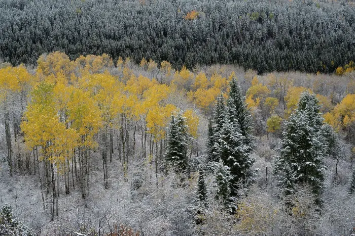 Framed Print : USA, Wyoming. Aspen trees with fall color and early snow, Teton Mountains Framed Print : USA, Wyoming. Aspen trees with fall color and early snow, Teton Mountains
