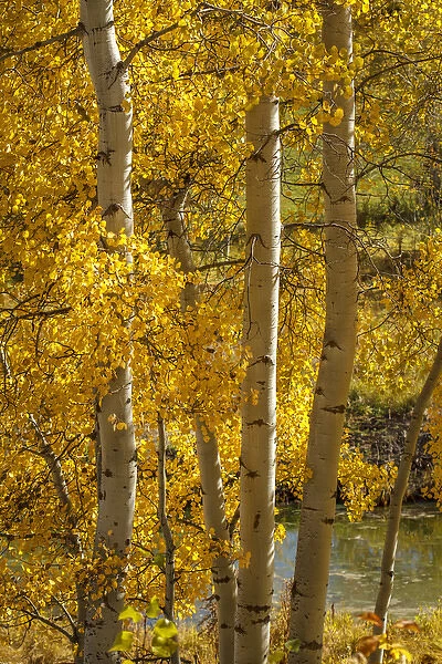 USA, Wyoming. Aspen trees with yellow leaves next to a pond