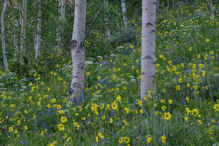 Framed Print : USA, Wyoming. Aspen trunks with Arrowleaf balsamroot and lupine, Teton Mountains Framed Print : USA, Wyoming. Aspen trunks with Arrowleaf balsamroot and lupine, Teton Mountains