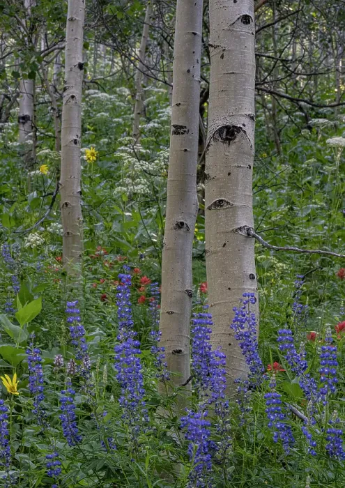 Framed Print : USA, Wyoming. Aspen trunks and lupine wildflowers, Teton Mountains Framed Print : USA, Wyoming. Aspen trunks and lupine wildflowers, Teton Mountains