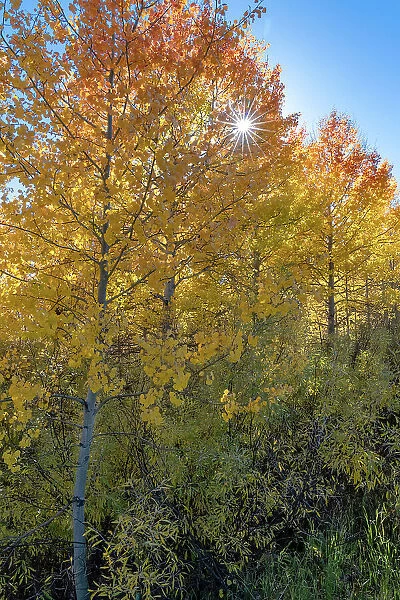 USA, Wyoming. Autumn Aspen near the Oxbow Bend, Grand Teton National Park