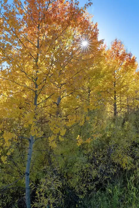 Framed Print : USA, Wyoming. Autumn Aspen near the Oxbow Bend, Grand Teton National Park