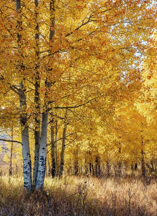 Framed Print : USA, Wyoming. Autumn Aspen near the Oxbow Bend, Grand Teton National Park