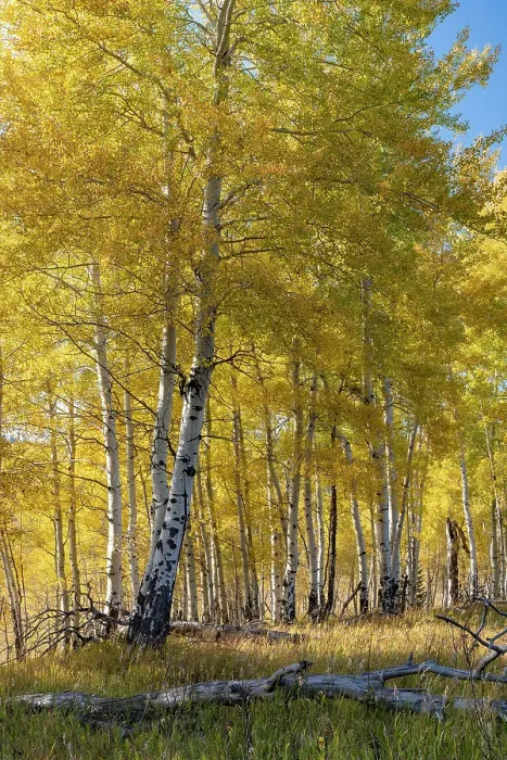 Framed Print : USA, Wyoming. Autumn Aspen near the Oxbow Bend, Grand Teton National Park