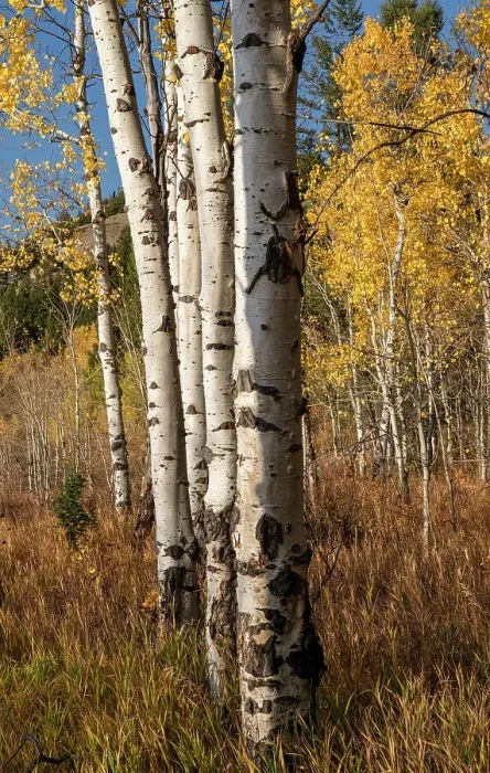 Framed Print : USA, Wyoming. Autumn Aspen near the Oxbow Bend, Grand Teton National Park
