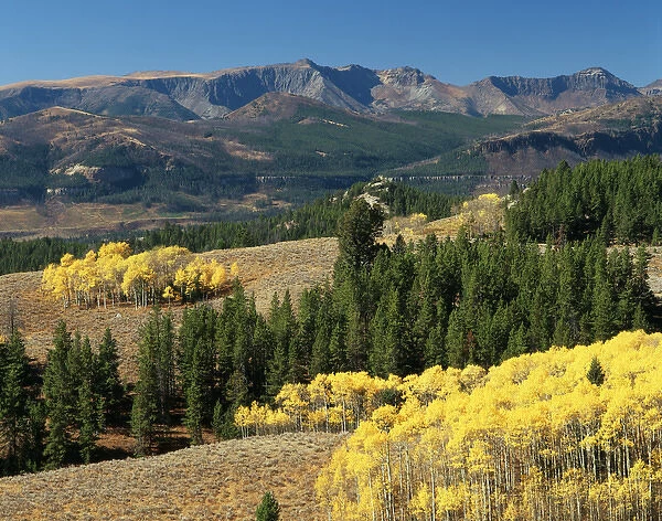 USA, Wyoming, Beartooth Highway, Colter Pass, Autumn trees with mountains in background