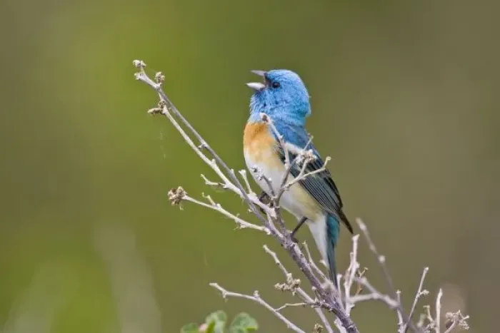 Framed Print : USA, Wyoming, Bighorn National Recreation Area, Lazuli Bunting (Passerina amoena)