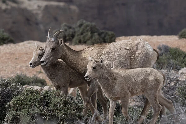 USA, Wyoming. Bighorn Sheep, Ewe and lambs, Bighorn Canyon National Recreation Area